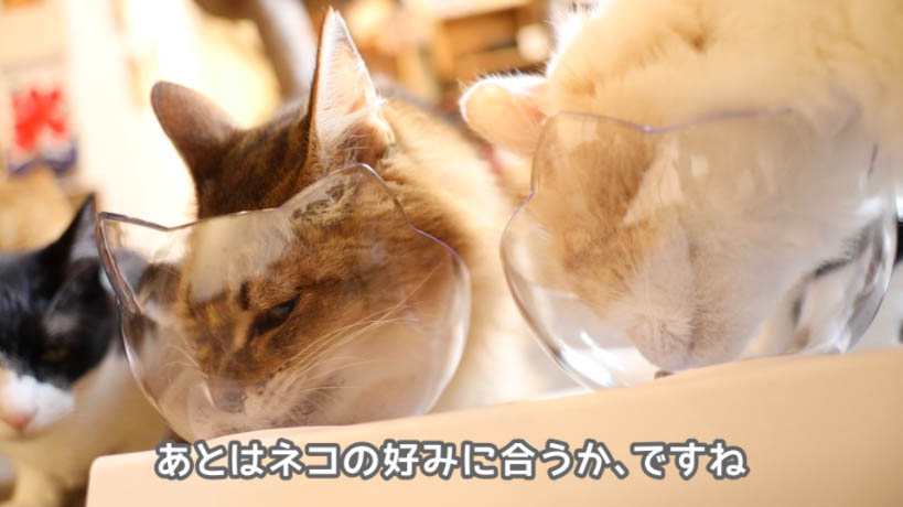 実食！】ロイヤルカナン アロマエクシジェントのレビュー - ねことぼく